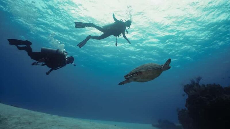 2 Tank Morning Cozumel Dives for Certified Divers - Explore Cozumel’s Premier Reefs with Small-Group 2-Tank Dives