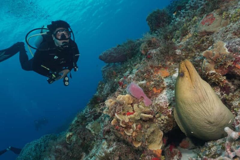 2 Tank Morning Cozumel Dives for Certified Divers - Discover Cozumel’s Top Reefs on Expert-Led Guided Dives