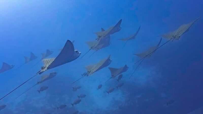 2 Tank Morning Cozumel Dives for Certified Divers - The Unique Advantage of Blue Note Scuba’s Service Approach