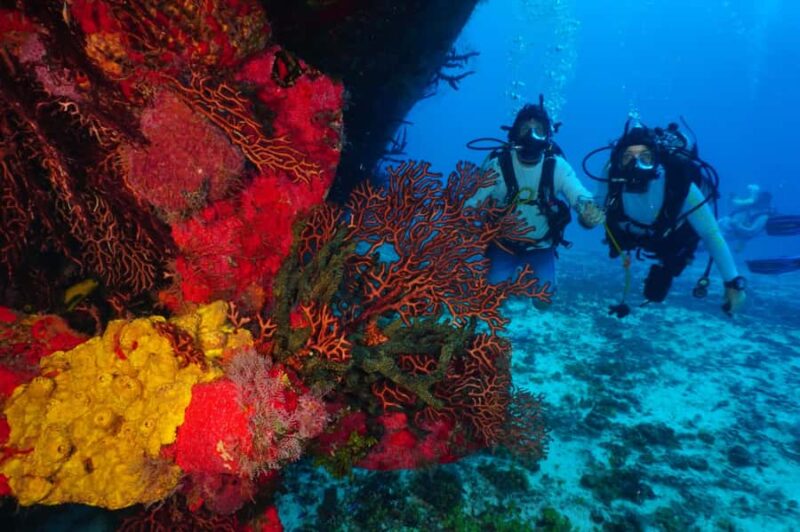 2 Tank Morning Cozumel Dives for Certified Divers - Who Will Enjoy This Cozumel Diving Tour?