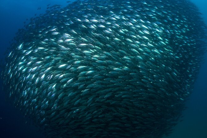 2 Tank Tour in Cabo San Lucas Reserve, Certified Divers with MANTA - Dive Conditions and Marine Encounters
