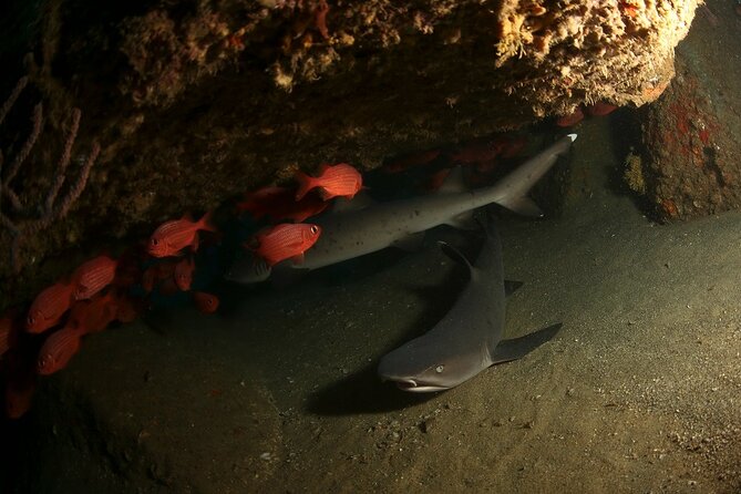 2 Tank Tour in Cabo San Lucas Reserve, Certified Divers with MANTA - Dive Site Proximity and Boat Ride Efficiency