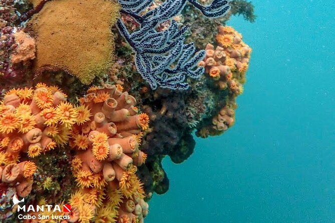 2 Tank Tour in Cabo San Lucas Reserve, Certified Divers with MANTA - Gear Rental and Additional Costs