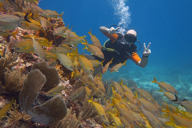 2 Tanks Dives Cancun Underwater Museum for Certified Divers - Logistics: Meeting, Equipment, and Safety