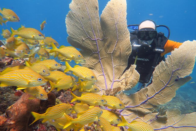 2 Tanks Dives Cancun Underwater Museum for Certified Divers - The Experience at MUSA: Art Meets Marine Life