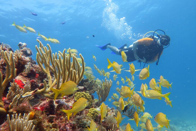 2 Tanks Dives Cancun Underwater Museum for Certified Divers - Safety and Medical Requirements