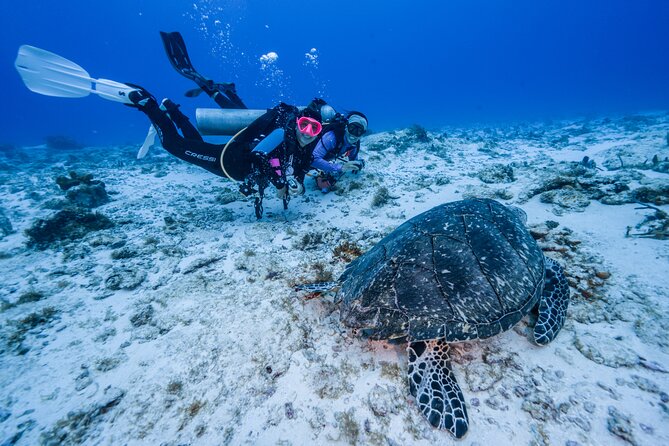 2 Tanks dives for Certified Divers in Cozumel - Starting Point at Marina Fonatur for a Smooth Begin