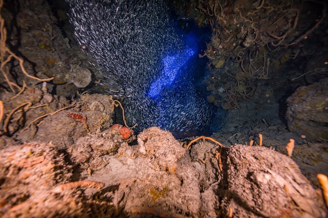 2 Tanks dives for Certified Divers in Cozumel - The Value of the GoPro Videos and Personalized Service