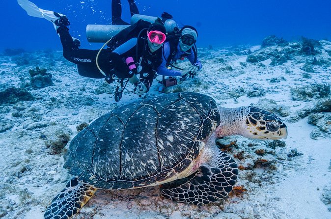 2 Tanks dives for Certified Divers in Cozumel - Final Thoughts on the Cozumel Certified Diver Experience