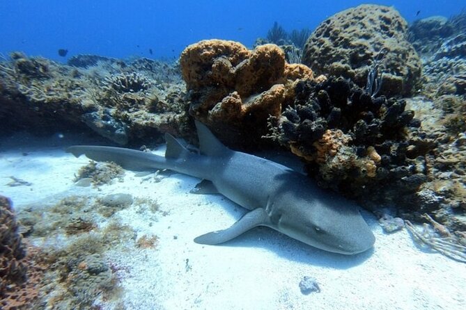 2 tanks for certified divers - The Small Group Advantage and Dive Guide Expertise