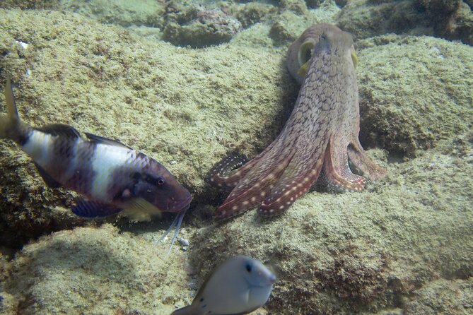 2 Tanks Scuba Dive Kaua'i from a Boat - Cancellation Policy and Planning Flexibility