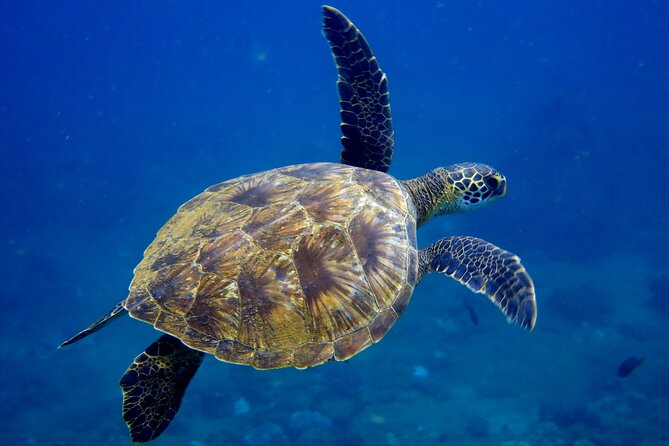 2 Tanks Scuba Dive Kaua'i from a Boat - Final Thoughts: Is This Dive Right for You?