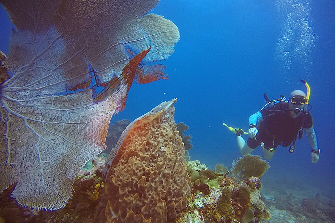 2 Tanks Scuba Diving Wreck and Reef in Cancun for Certified Divers - Dive Equipment and Support Provided