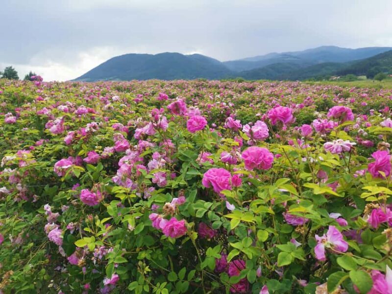 2026 Kazanlak Rose Festival Group Tour - The Buzludzha Monument and Thracian Tombs