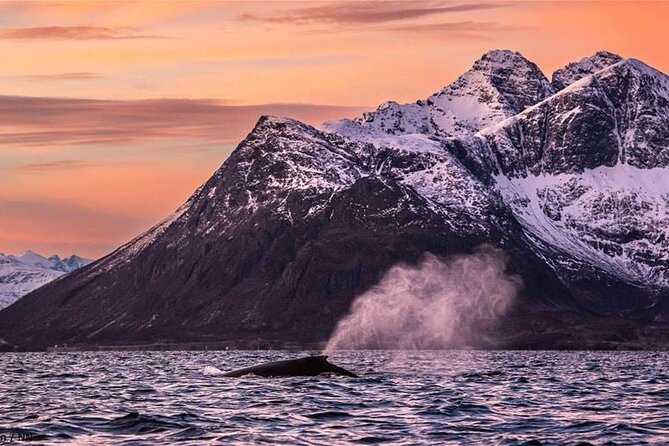 24hr Northern Lights & Whale Watching Cruise - Frequently Asked Questions