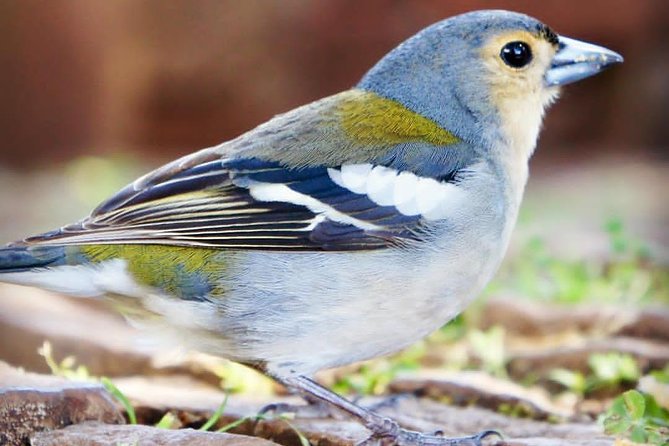 "25 Fountains" Walk / Lost In The Beautiful Forest - Exploring the Valley of Rabaçal and the 25 Fontes Waterfalls