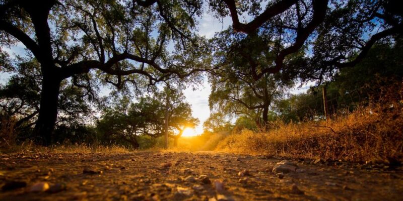2hr Cork Safari in a Classical Land Rover - Explore Cork Forests and Farms in a Classic Land Rover