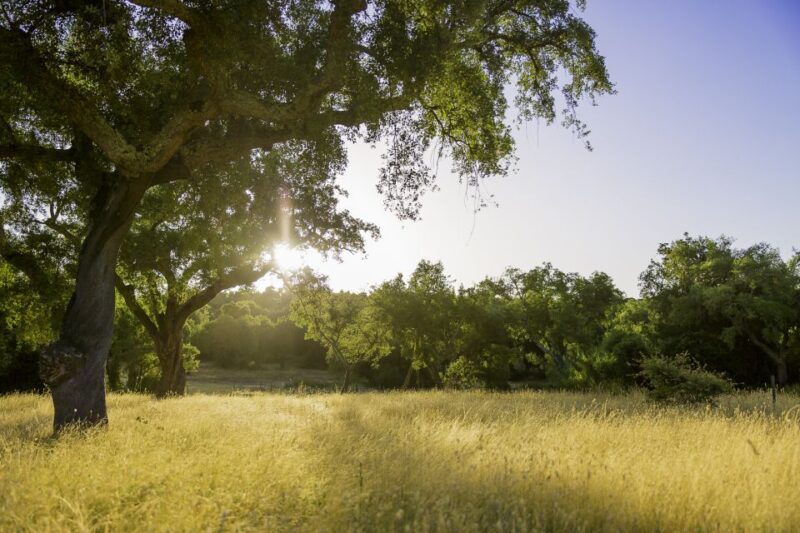 2hr Cork Tour in a Jeep - Discover the Cork Forests of Portugal on a 2-Hour Jeep Tour