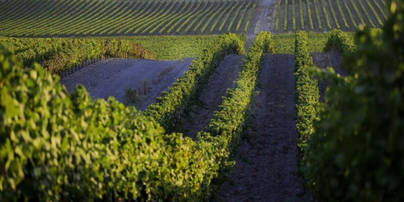 2hr Cork Tour in a Jeep - Enjoying a Traditional Three-Course Lunch