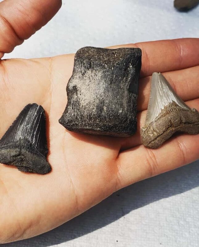 2hr Private River Cruise with stop at Morris Island - Uninhabited Morris Island and Its Natural Treasures