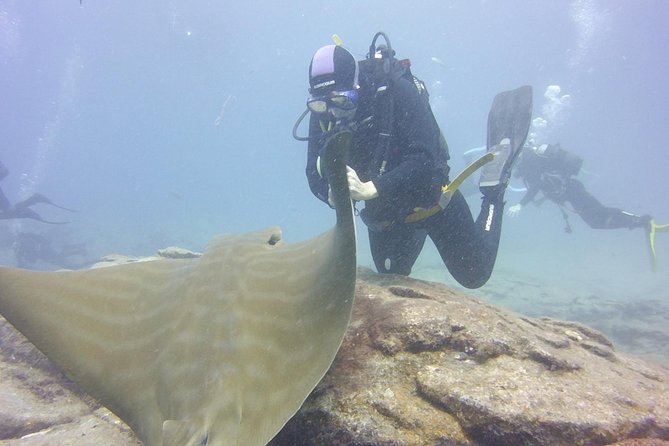 2x diving package, on request including refreshment - Logistics: Transfers, Meeting Points, and Group Size