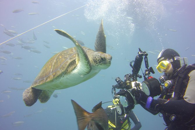 2x diving package, on request including refreshment - Marine Life Encounters and Dive Experience