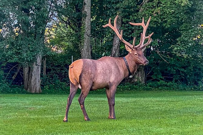 3 - 3.5 HR Smoky Mtn. Cherokee Eco Elk Safari Jeep Adventure - Discover the 3–3.5 Hour Smoky Mountain Cherokee Eco Elk Safari Jeep Adventure