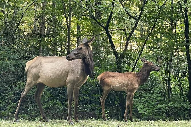 3 - 3.5 HR Smoky Mtn. Cherokee Eco Elk Safari Jeep Adventure - Scenic Ride Along the Blue Ridge Parkway