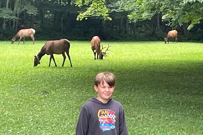 3 - 3.5 HR Smoky Mtn. Cherokee Eco Elk Safari Jeep Adventure - Wildlife Spotting: Elk, Bears, and More