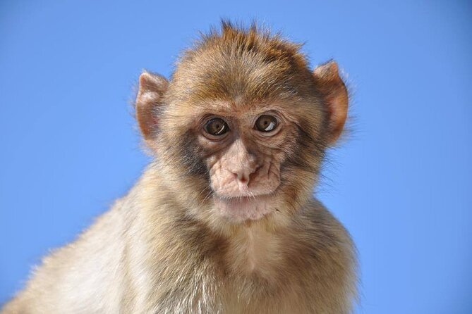 3.30Hrs Private Victory Diamond Rock Tour in Gibraltar - The Thrill of the Skywalk Over Gibraltar