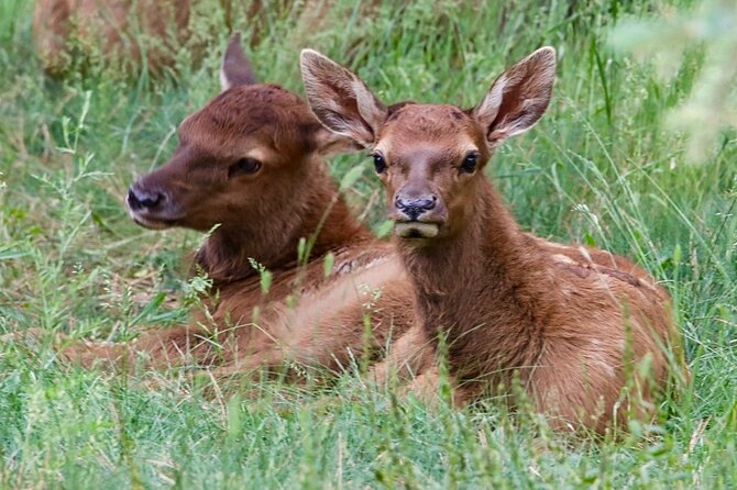 3/4 Day Rocky Mountain NP "Mountain to Sky+Bear Lake Rd" Tour - RMNPhotographer - The Guides: Knowledgeable and Engaging RMNP Experts