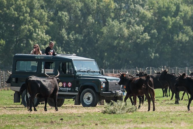 3.5 Hour Camargue 4x4 Safari from Le Grau-du Roi - The Guide’s Role and Tour Atmosphere