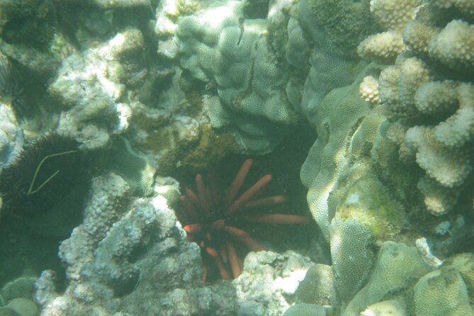 3.5 Hour Kailua-Kona Ocean Kayak and Snorkel Tour - Logistics and Meeting Details