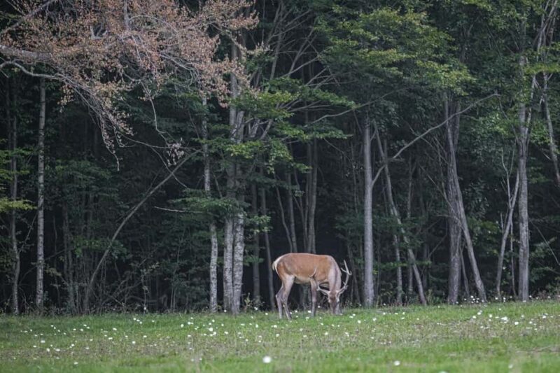 3 Day Adventure In Harghita & Surrounding Wonders - Explore Transylvania’s Wilderness with a 3-Day Harghita Adventure