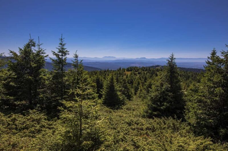 3 Day Adventure In Harghita & Surrounding Wonders - Brown Bear Watching from a Forest Hide