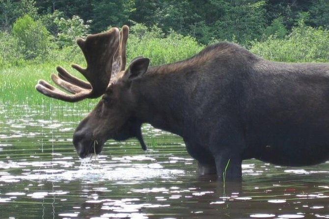 3-Day Algonquin Park Canoe Trip - Starting in Madawaska: The Meeting Point and Logistics