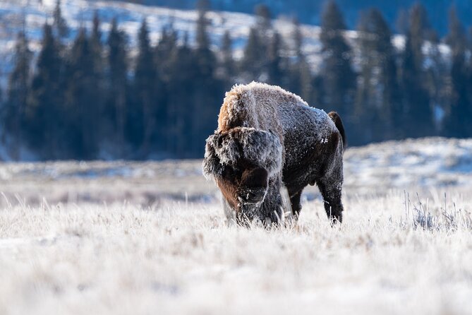3 Day Guided Wildlife Photography Tour in Yellowstone - Discover the 3-Day Guided Wildlife Photography Tour in Yellowstone