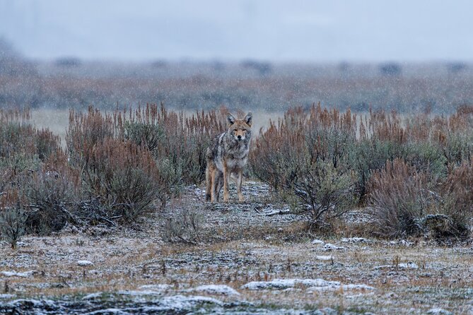 3 Day Guided Wildlife Photography Tour in Yellowstone - Lamar Valley: Iconic Wildlife Viewing at Its Best