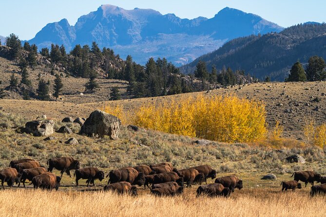 3 Day Guided Wildlife Photography Tour in Yellowstone - Pebble Creek: Productive Wildlife Spot Along the Northeast Entrance Road