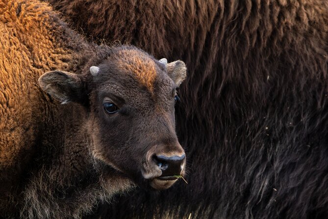 3 Day Guided Wildlife Photography Tour in Yellowstone - Guided Instruction and Post-Processing Support