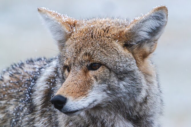 3 Day Guided Wildlife Photography Tour in Yellowstone - Logistics and Group Experience