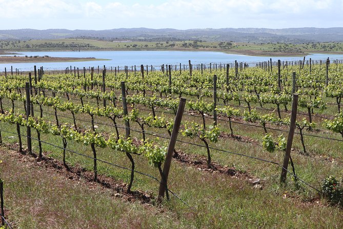 3 Day Private Tour in the Algarve from Lisbon - Albufeira’s Lively Coastline and Nightlife