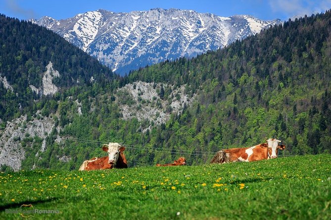 3-Day Tour from Bucharest: Transylvania Villages and Medieval Towns - Comfortable Transport in a Climate-Controlled Vehicle