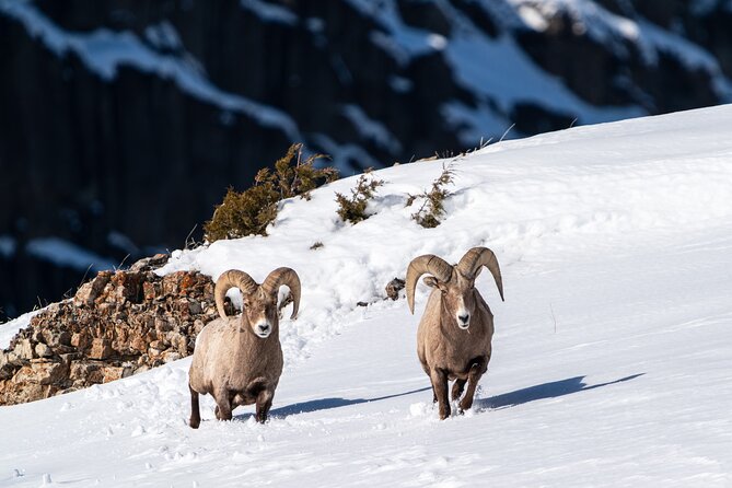 3 Day Wildlife Photography Tour in Yellowstone National Park - Midday Break at Cooke City: Rest, Refresh, and Explore
