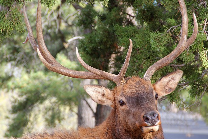 3 Hour Back-Road Safari to Grand Canyon with Entrance Gate By-Pass at 9:30 am - Highlights at Yavapai Point and Bright Angel Trail