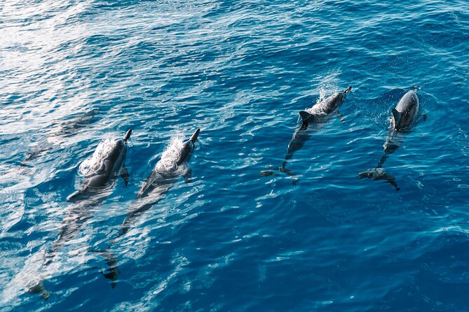 3 Hour Big Island Dolphin Watch Boat Tour, Snorkeling & BBQ Lunch - The Secluded Snorkeling Spots and Marine Encounters