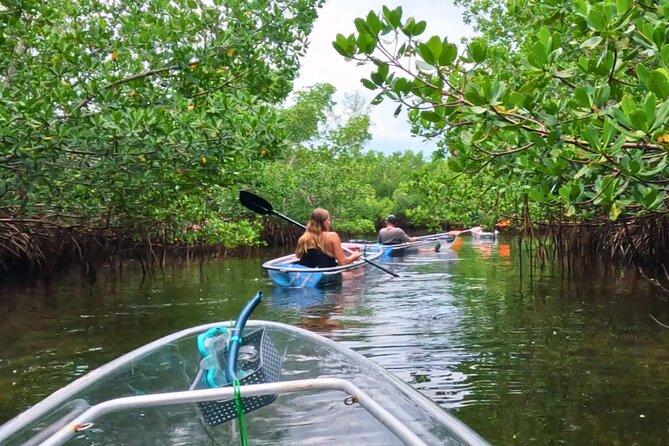 3-Hour Clear Kayak Beach Hopping Adventure in Sarasota - Exploring Mangroves and Seagrass Beds