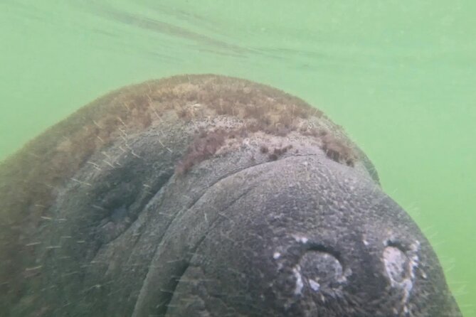 3-Hour Clear Kayak Beach Hopping Adventure in Sarasota - Relaxing on Secluded Beaches with Beach Chairs