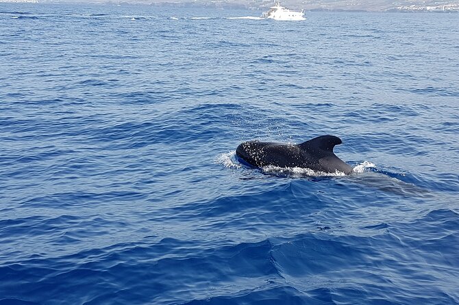 3-hour excursion to Puerto Colón Adeje to see whales - Snorkeling Break in a Turquoise Cove