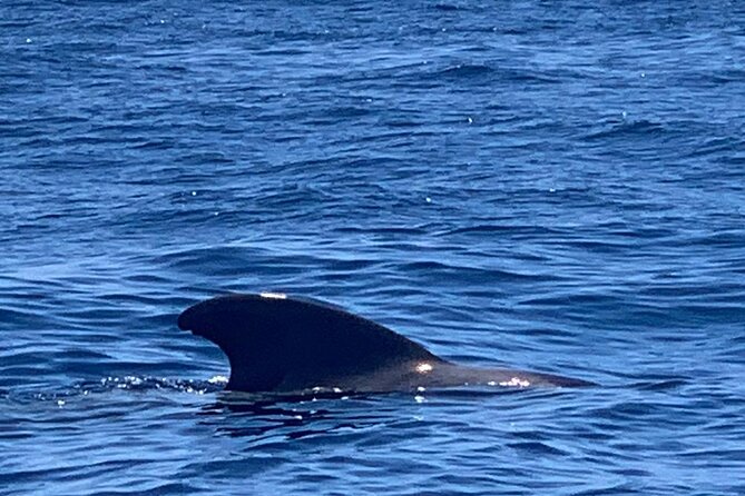 3-hour excursion to Puerto Colón Adeje to see whales - Scenic Coastline Views and Natural Coves